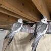 2 Cockatiels with cage and supplies