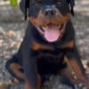 Female Rottweiler puppies available