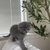 scottish fold scottish straight kittens