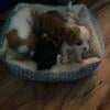 Beautiful King Charles cavalier puppies