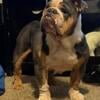 Rehoming without papers  tri bulldog female -blue