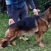Deep Red & Black Female German Shepherd Puppy Import