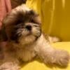 cute male shih tzu 8 weeks old