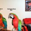 Harlequin Macaw & Maui Sunrise Macaw