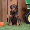 black doberman and red doberman puppies for sale