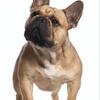 Looking to buy female AKC Frenchie 1000