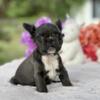 Fluffy French bulldogs puppies Tampa area