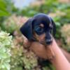 Mini male dachshund 