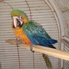 Hybrid Macaw