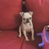 White Pug Puppy Male Pug Cincinnati Ohio 