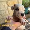 American Staffordshire terrier pups ready to go