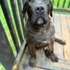 Full Breed Presa Canario Pups for Sale