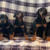 Doberman Pinscher Puppies AKC Registered