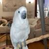 Female Umbrella Cockatoo 