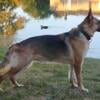 AKC GSD Available Stud