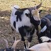 4 nigerian Goats and chickens