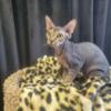 Adorable 5-Month-Old Female Sphynx Cat in Search of Forever Home