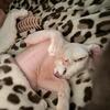 White Devon Rex male