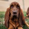 AKC female Bloodhound Puppy