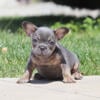 AKC Isabella Carrier Blue Tri French Bulldog Puppy (Chico)