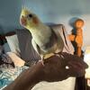 Baby cockatiels