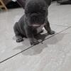 Frenchi 