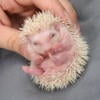 Baby hedgehog for sale