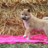 Super Cute Shiba Inu Sisters