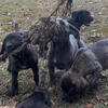 Cane Corso Puppies For Sale