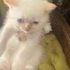 Himalayan kittens