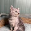 Maine Coon Girl
