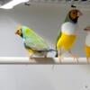 Lady gouldian finches  from paradise aviaries 