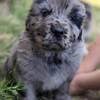 Newfoundland (3/4) pups near Green Bay, WI