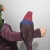 1 female 1 male eclectus parrots