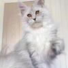 Gorgeous shaded female 740-979-9668 tica