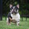 AKC BLACK TAN HARLEQUIN FRENCH BULLDOG-PET HOME