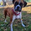 Beautiful AKC Registered Adult Female Boxer - Laina (Born 1/17/19)