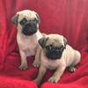 🥰 PUG PUPPIES 🥰