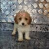 Cavapoo puppies 1 girl available