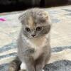 Scottish Fold Kittens