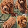 Miniature Goldendoodle (Teddy)