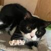 American Shorthair Male