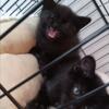 Brother & Sister Black Kittens