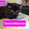 Teenie weenie short legged minuet