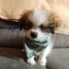 Male Shih Pom Puppies 12 weeks