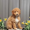 Goldendoodle puppies