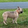 AKC French Bulldog available for Stud! Carries Blue & Tri Genes