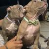 SMILING XL American Bully Pups