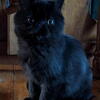 Exotic Shorthair Persian