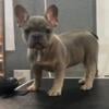 AKC FRENCH BULLDOG PUPS FOR SALE